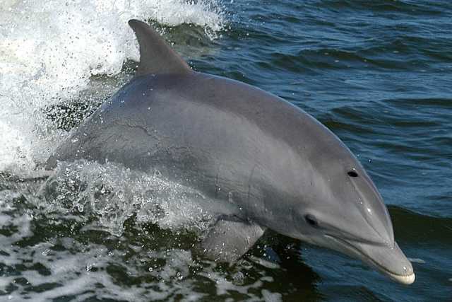 I delfini "baresi": �� possibile ammirarli anche vicino alla costa, ma mancano studi su di loro�